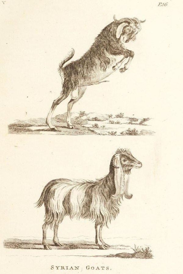 syrian-goat-1781